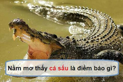 Nằm mơ thấy cá sấu có phải báo hiệu cho tai họa?